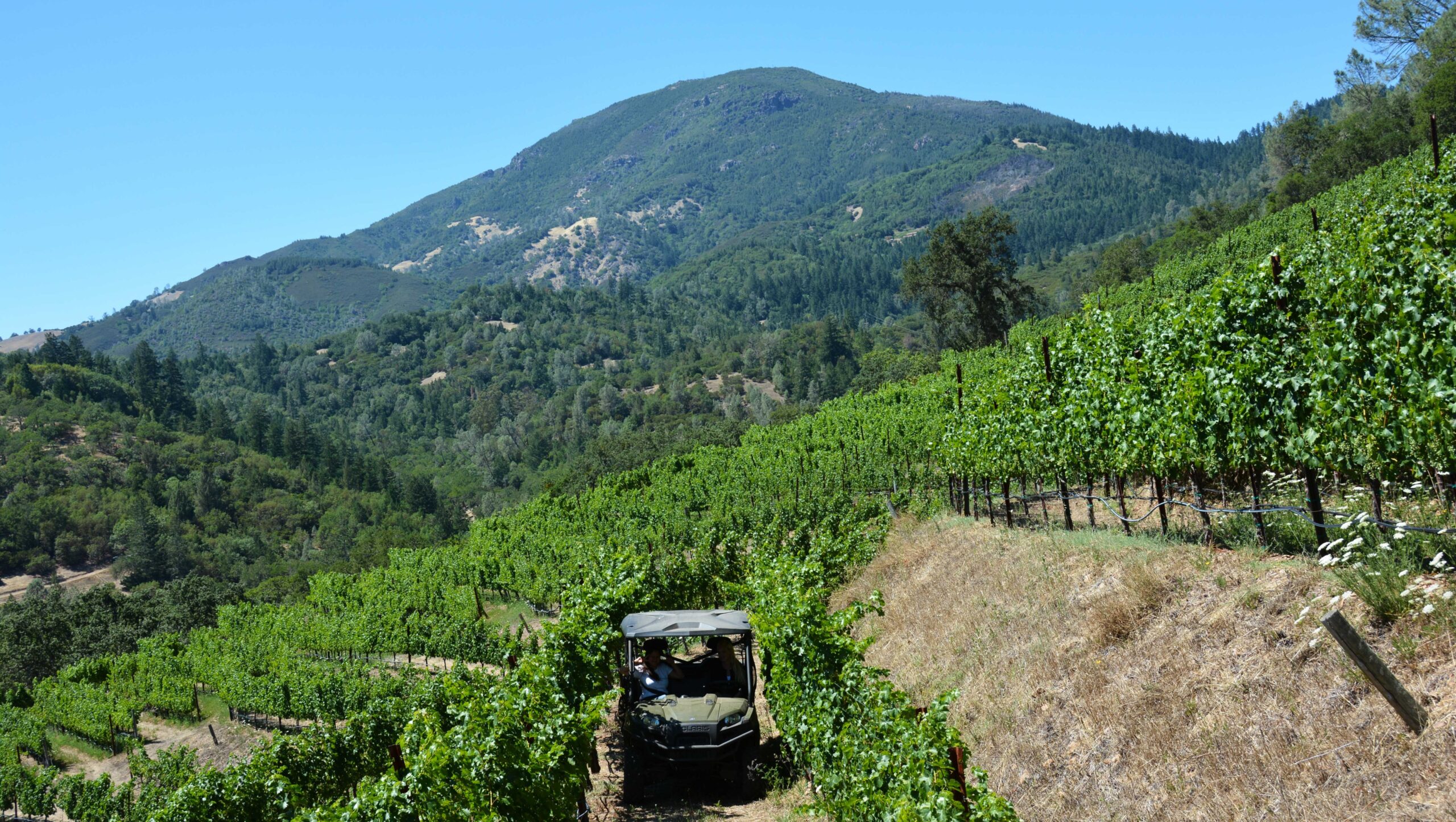 Jericho Canyon Vineyards